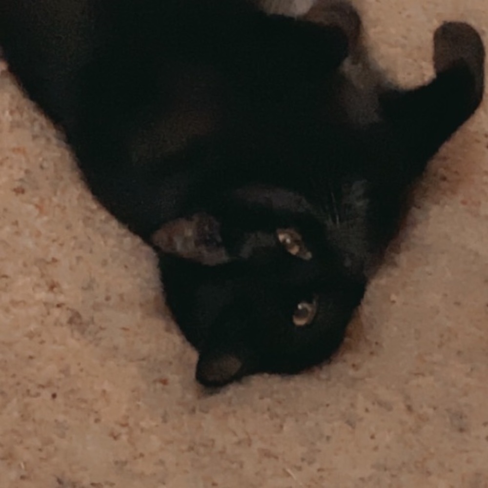 Meet your Posher, Elizabeth